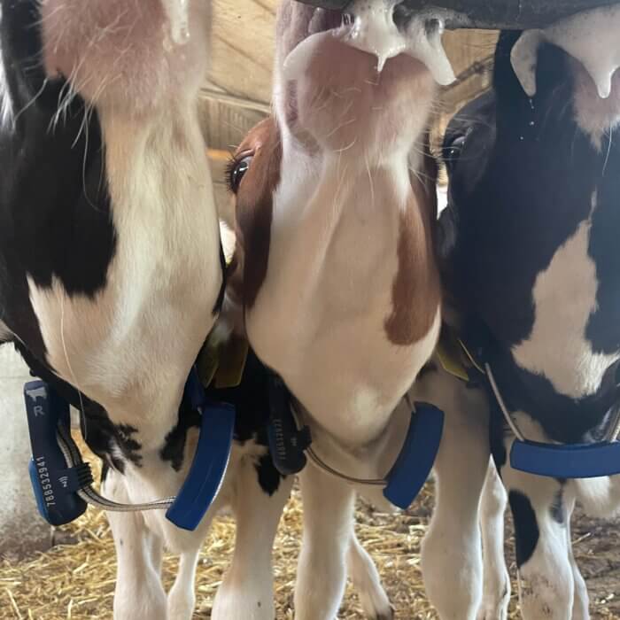 Que se passe-t-il entre les repas dans votre bâtiment à veaux ?